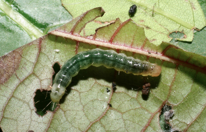 Fig.5 Vista dorsal <i>Phaedropsis</i> Solis348 (Crambidae) en penúltimo estadio, 22 de noviembre 2009,Quebrada Tibio, Estación La Perla, 330mts. (09-SRNP-58008-DHJ466716.jpg)