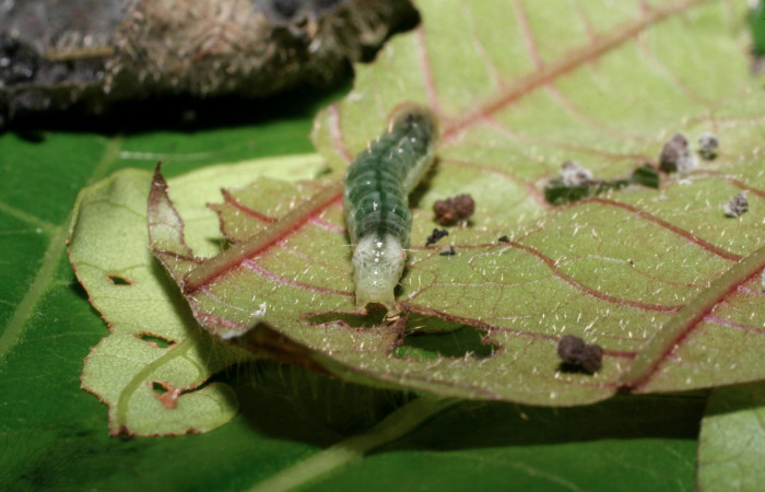 Fig.6 Vista trasera <i>Phaedropsis</i> Solis348 (Crambidae) en penúltimo estadio, 22 de noviembre 2009, Quebrada Tibio, Estación La Perla, 330mts.(09-SRNP-58008-DHJ466718.jpg).