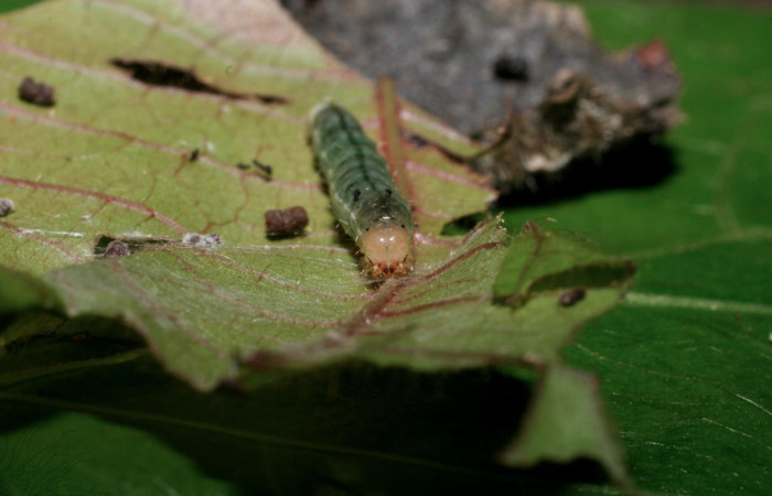 Fig.7 Vista frontal <i>Phaedropsis</i> Solis348 (Crambidae) en penúltimo estadio, 22 de noviembre 2009, Quebrada Tibio, Estación La Perla, 330mts.(09-SRNP-58008-DHJ466719.jpg).