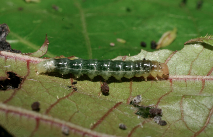 Fig.8 Vista lateral <i>Phaedropsis</i> Solis348 (Crambidae) en penúltimo estadio, 22 de noviembre 2009, Quebrada Tibio, Estación La Perla, 330mts.(09-SRNP-58008-DHJ466721.jpg).