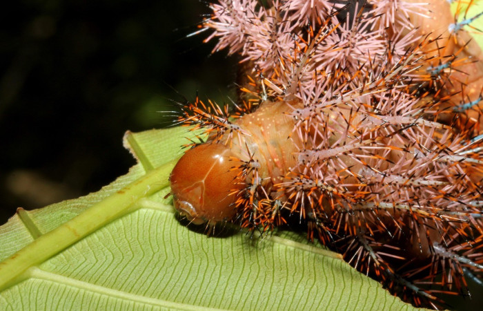Fig. 8. Vista de la cabeza de la larva de <i>Automeris chrisbrechlinae</i> (Saturniidae), alimaentándose de <i>Cespedesia spathulata</i> (Ochnaceae). Voucher: 15-SRNP-40773-DHJ803797.jpg