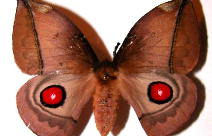 Fig. 13 Adulto <i>Gamelia septentrionalis</i> (Saturniidae), vista dorsal mide 53mm. Rio Chon, Sector Del Oro 320 m. 02-SRNP-29905-DHJ36070.