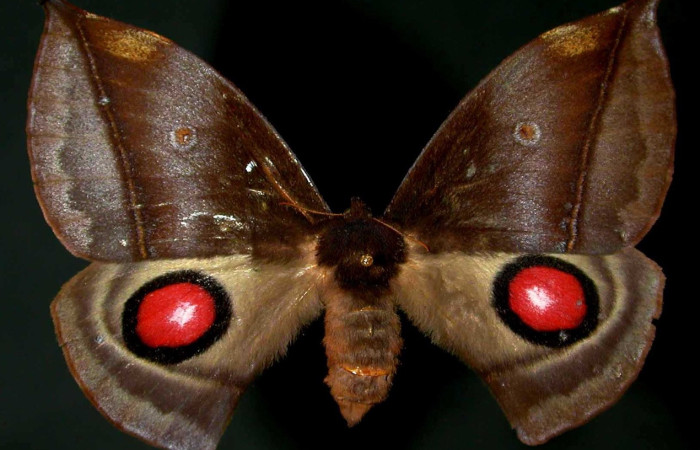 Fig. 17 Adulto <i>Gamelia musta</i> (Saturniidae), vista vetral mide 76mm. Sendero Nayo, Sector Cacao, 1090 m. 99-SRNP-382-DHJ31197.