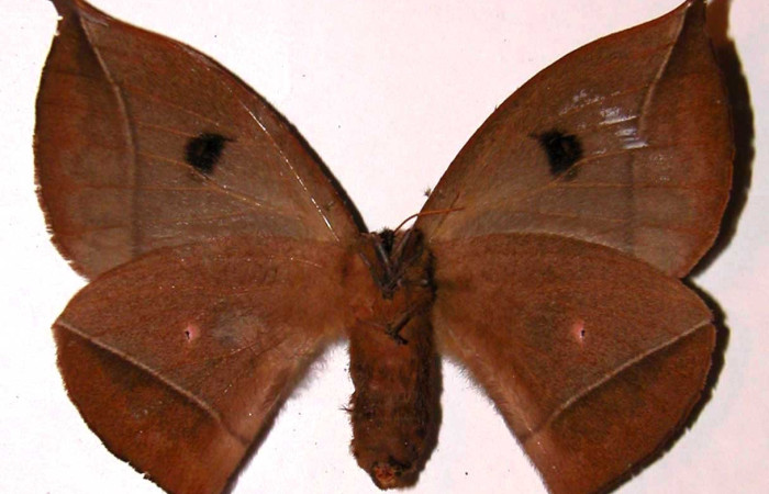 Fig. 1 Adulto <i>Gamelia mustoides</i> (Saturiidae), vista dorsal mide 76mm.  Sendero Circular, Sector Cacao, 1185 m. 01-SRNP-7342-DHJ36347.