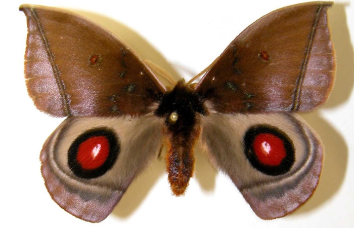 Fig. 3 Adulto <i>Gamelia mustoides</i> (Saturiidae), vista dorsal mide 57mm. Sendero Circular, Sector Cacao, 1185 m. 01-SRNP-7342-DHJ36346.