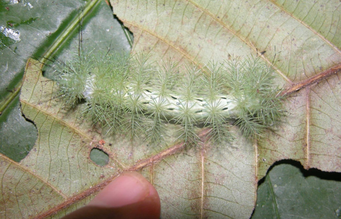 Fig. 5 Larva <i>Gamelia mustoides</i> (Saturniidae), vista dorsal mide 53mm.  Sendero Mismo, Sector Pitilla, 680 m. 03-SRNP-20372-DHJ91217.jpg.