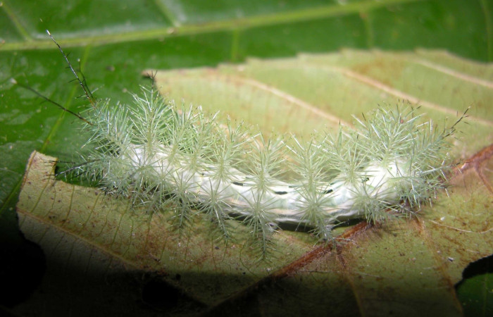Fig. 5 Larva <i>Gamelia mustoides</i> (Saturniidae), vista dorsal mide 53mm.  Sendero Mismo, Sector Pitilla, 680 m. 03-SRNP-20372-DHJ91215.jpg.