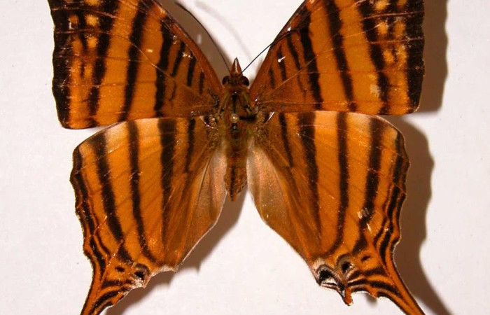 Figura 14. Adulto <i>Marpesia fruhstorferi</i> (Nymphalidae), posición dorsal. Área de Conservación Guanacaste, Sector Santa Rosa. 00-SRNP-1825-DHJ38678.