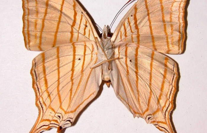 Figura 15. Adulto <i>Marpesia fruhstorferi</i> (Nymphalidae), posición dorsal. Área de Conservación Guanacaste, Sector Santa Rosa. 00-SRNP-1825-DHJ38679.