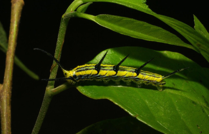 Figura 2. Larva de <i>Marpesia fruhstorferi</i> (Nymphalidae), en segundo estadío, vista lateral, en la hoja de <i>Clarisia mexicana</i> (Moraceae), mide (21mm), 02/05/1999. 05-SRNP-43159-DHJ407875.jpg.