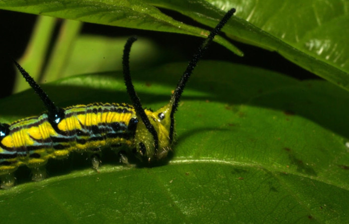 Figura 3. Larva de <i>Marpesia fruhstorferi</i> (Nymphalidae), en segundo estadío, vista cabeza y espiráculos, en la hoja de <i>Clarisia mexicana</i> (Moraceae), mide (21mm), 02/05/1999. 05-SRNP-43159-DHJ407878.jpg.