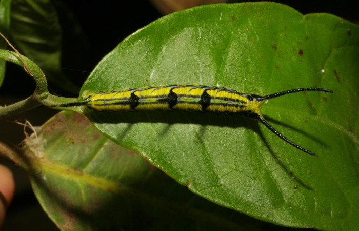 Figura 5. Larva de <i>Marpesia fruhstorferi</i> (Nymphalidae), en segundo estadío, vista dorsal, en la hoja de <i>Clarisia mexicana</i> (Moraceae), mide (21mm), 02/05/1999. 05-SRNP-43159-DHJ407882.jpg.