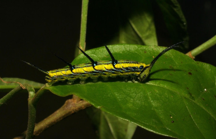 Figura 6. Larva de <i>Marpesia fruhstorferi</i> (Nymphalidae), en segundo estadío, vista lateral, en la hoja de <i>Clarisia mexicana</i> (Moraceae), mide (21mm), 02/05/1999. 05-SRNP-43159-DHJ407883.jpg.