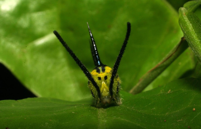 Figura 7. Larva de <i>Marpesia fruhstorferi</i> (Nymphalidae), en segundo estadío, vista frontal, en la hoja de <i>Clarisia mexicana</i> (Moraceae), mide (21mm), 02/05/1999. 05-SRNP-43159-DHJ407886.jpg.