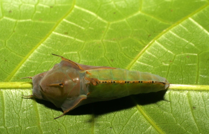 Figura 11. Pupa de <i>Marpesia fruhstorferi</i> (Nymphalidae), vista dorsal, en la hoja de <i>Clarisia mexicana</i> (Moraceae), mide (21mm), 02/05/1999. 05-SRNP-4676-DHJ403080.jpg.