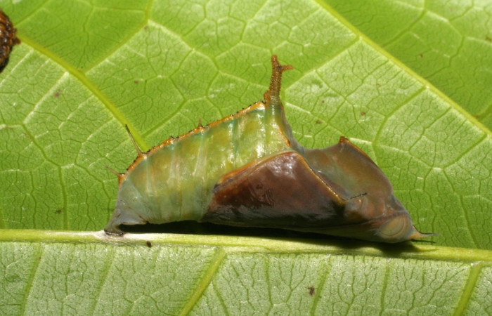 Figura 13. Pupa de <i>Marpesia fruhstorferi</i> (Nymphalidae), vista lateral, en la hoja de <i>Clarisia mexicana</i> (Moraceae), mide (21mm), 02/05/1999. 05-SRNP-4676-DHJ403083.jpg.