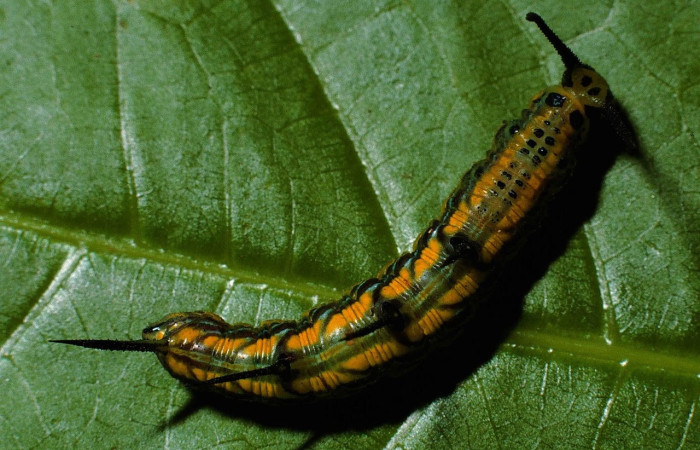 Figura 8. Larva de <i>Marpesia fruhstorferi</i> (Nymphalidae), en segundo estadío, vista dorsal, en la hoja de <i>Clarisia mexicana</i> (Moraceae), mide (21mm), 02/05/1999. 99-SRNP-5302-DHJ51117.jpg.