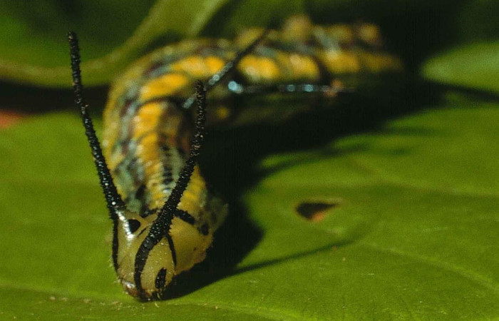 Figura 9. Larva de <i>Marpesia fruhstorferi</i> (Nymphalidae), en segundo estadío, vista cabeza, en la hoja de <i>Clarisia mexicana</i> (Moraceae), mide (21mm), 02/05/1999. 99-SRNP-5302-DHJ51118.jpg.
