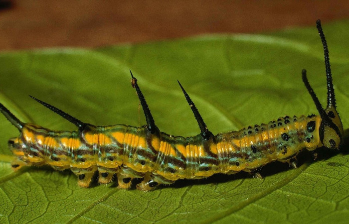 Figura 10. Larva de <i>Marpesia fruhstorferi</i> (Nymphalidae), en segundo estadío, vista lateral, en la hoja de <i>Clarisia mexicana</i> (Moraceae), mide (21mm), 02/05/1999. 99-SRNP-5302-DHJ51120.jpg.