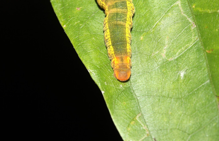 Cola en posición dorsal de <i>Telegonus</i> hopfferiDHJ02(Hesperiidae), PU estadio. Sector Rincon Rain Forest, Sentero Anonas. Voucher 17-SRNP-40427-DHJ725005.jpg.