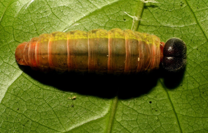  Prepupa en posición dorsal de <i>Telegonus hopfferi</i>(Hesperiidae). Sector Pitilla, Santa Cecilia. Voucher 11-SRNP-32549-DHJ484166.jpg.