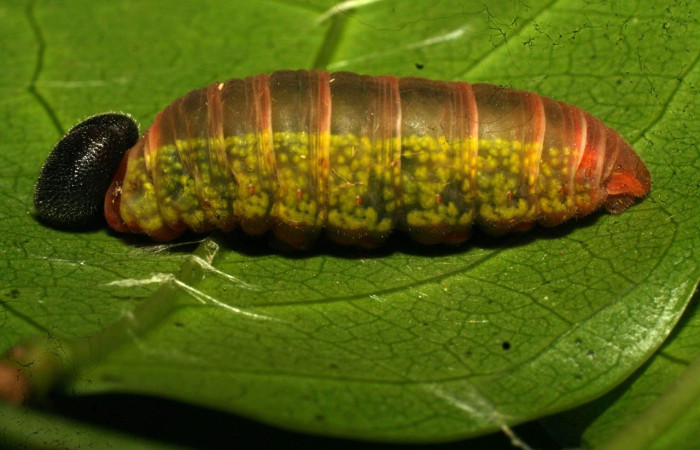  Prepupa en posición lateral de <i>Telegonus hopfferi</i>(Hesperiidae). Sector Pitilla, Santa Cecilia. Voucher 11-SRNP-32549-DHJ484170.jpg.