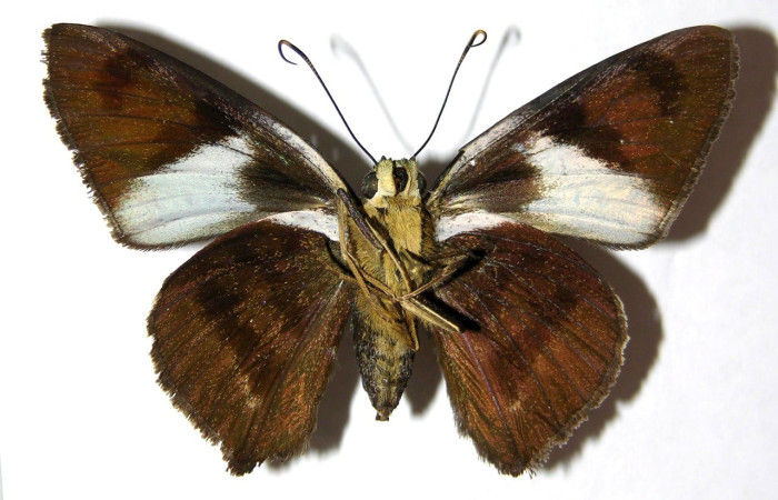  Adulto en posición ventral de <i>Telegonus</i> hopfferiDHJ01 (Hesperiidae). Sector Santa Rosa, Quebrada Puercos. Voucher 05-SRNP-60355-DHJ327477