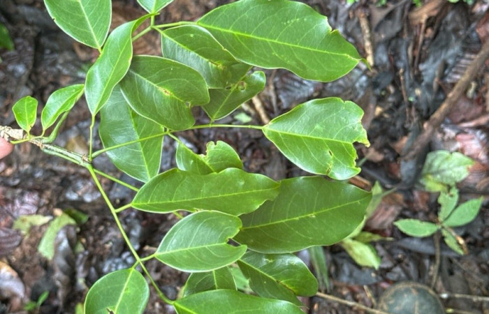  <i>Platysmicium dimorphandrum</i> (Fabaceae), haz de las hojas planta hospedera de <i>Telegonus hopfferi</i> (Limacodidae). Foto tomada de PlantNet. Área de Conservación Guanacaste, Costa Rica.