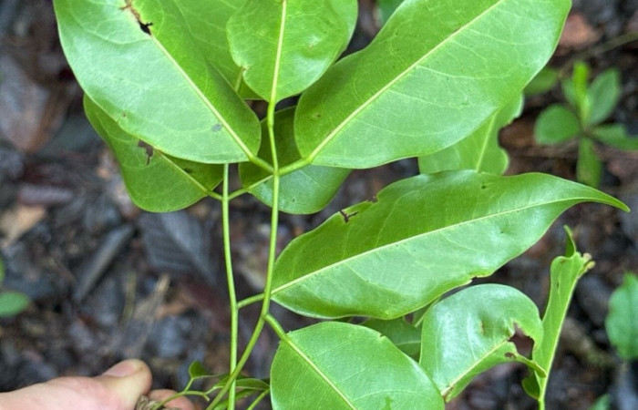  <i>Platysmicium dimorphandrum</i> (Fabaceae), envés de las hojas planta hospedera de <i>Telegonus hopffer</i>i (Limacodidae). Foto tomada de PlantNet. Área de Conservación Guanacaste, Costa Rica.