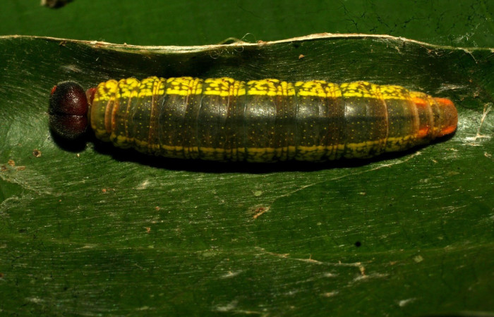  Larva en posición dorsal de <i>Telegonus hopfferi</i>(Hesperiidae), U estadio. Sector Pitilla, Santa Cecilia. Voucher 11-SRNP-32550-DHJ484186.jpg.