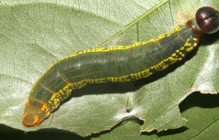  Larva en posición dorsal de <i>Telegonus</i> hopfferiDHJ01(Hesperiidae), PU estadio. Sector Rincon Rain Forest, Quebrada Escondida. Voucher 13-SRNP-40974-DHJ707646.jpg.