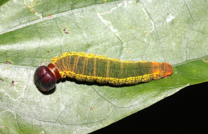  Larva en posición dorsal de <i>Telegonus</i> hopfferi DHJ02(Hesperiidae), PU estadio. Sector Rincon Rain Forest, S	entero Anonas. Voucher 17-SRNP-40427-DHJ725006.jpg.