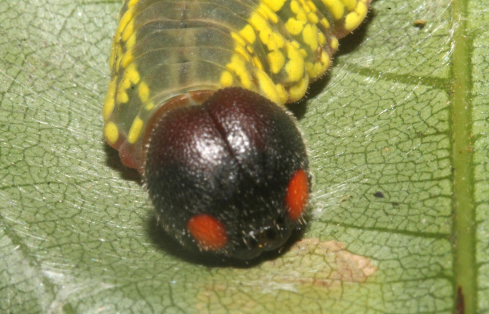  Cabeza en posición frontal de <i>Telegonus</i> hopfferiDHJ01(Hesperiidae), PU estadio. Sector Rincon Rain Forest, Quebrada Escondida. Voucher 13-SRNP-40974-DHJ707650.jpg.