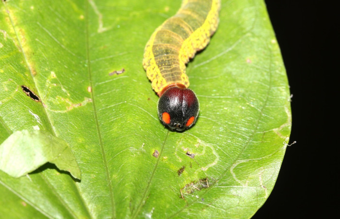 Cabeza en posición frontal de <i>Telegonus</i> hopfferiDHJ02(Hesperiidae), PU estadio. Sector Rincon Rain Forest, S	entero Anonas. Voucher 17-SRNP-40427-DHJ725004.jpg.