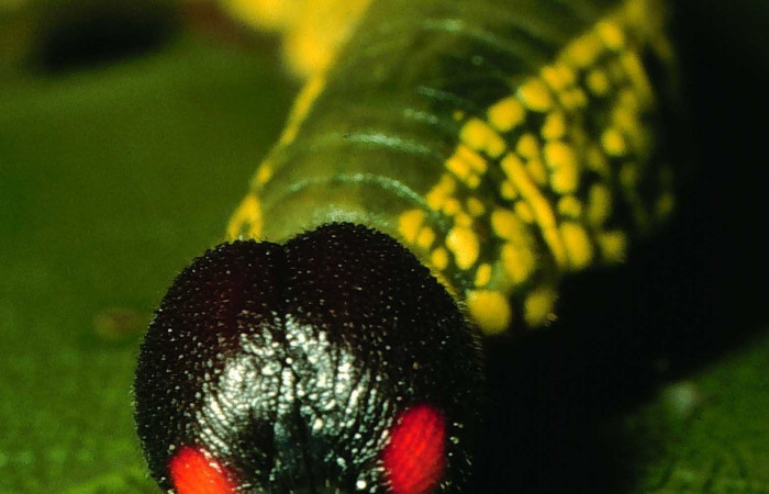 Cabeza en posición frontal de <i>Telegonus hopfferi</i>(Hesperiidae), U estadio. Sector Santa Rosa, Casona Santa Rosa. Voucher 96-SRNP-8814-DHJ28370.jpg.