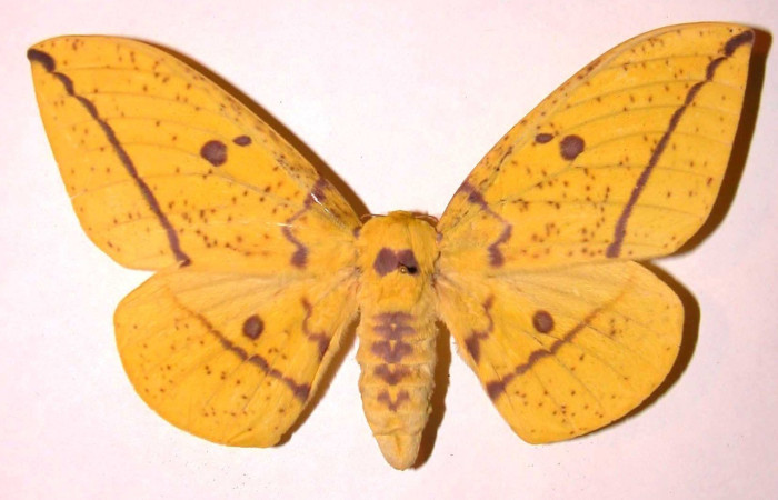 Fig. 19. Vista dorsal de adulto hembra de <i>Eacles</i> imperialisDHJ01 (Saturniidae). Voucher: 01-SRNP-2051-DHJ36322