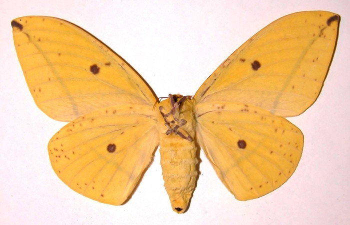 Fig. 20. Vista ventral de adulto hembra de <i>Eacles</i> imperialisDHJ01 (Saturniidae). Voucher: 01-SRNP-2051-DHJ36323