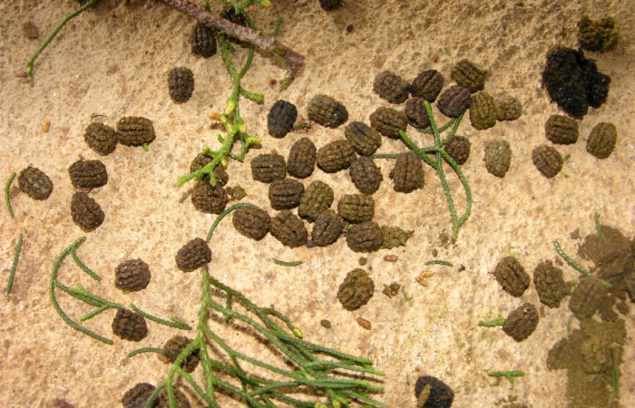 Fig. 25. Vista de las heces o “frass” de <i>Eacles</i> imperialisDHJ01 (Saturniidae). Voucher: 05-SRNP-40127-DHJ406807.jpg