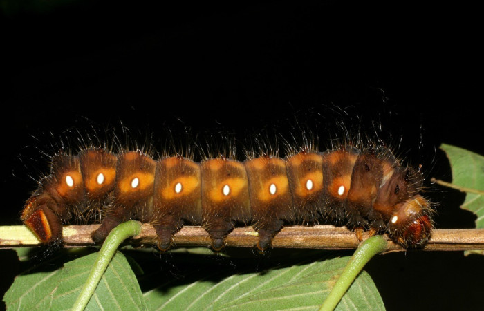 Fig. 11. Vista laeral de <i>Eacles</i> imperialis (Saturniidae), en planta hospedera <i>Psidium guajava</i> (introducido) (Myrtaceae), en último estadio, preperándose para prepupa. Voucher: 07-SRNP-43049-DHJ436856.jpg.
