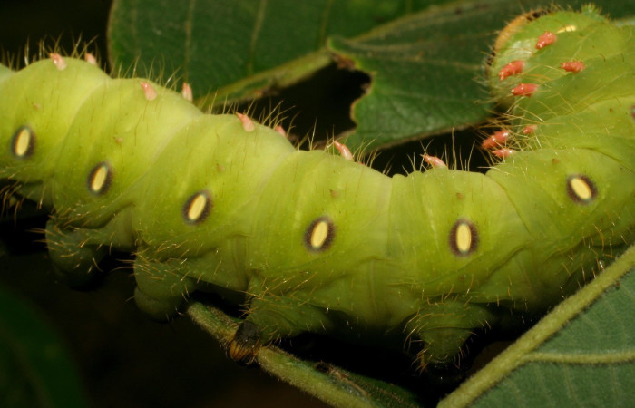 Fig. 12. Vista lateral de <i>Eacles</i> imperialis (Saturniidae), en planta hospedera <i>Psidium guajava</i> (introducido) (Myrtaceae), en último estadio. Voucher: 07-SRNP-57212-DHJ423102.jpg
