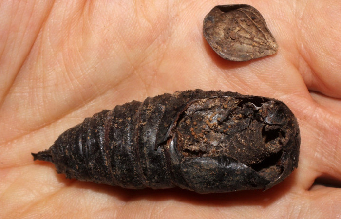 Fig. 18. Vista de una pupa de <i>Eacles</i> imperialisDHJ01con capullos de parasitoides (Tachinidae) <i>Belvosia</i> Woodley09 ya eclosionados. Voucher: 11-SRNP-71138.019-DHJ800887.jpg