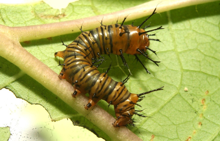 Fig. 2. Larva de <i>Eacles</i> imperialisDHJ01 ( Saturniidae) se alimenta de <i>Gmelina arborea</i> (introducido) (Lamiaceae). Voucher: 13-SRNP-69705-DHJ714031.JPG
