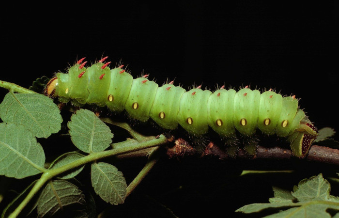Fig. 14 Vista de la cabeza y dorsal de larva de <i>Eacles</i> imperialisDHJ02 (Saturniidae), alimentandose de <i>Bursera tomentosa</i> (Burseraceae), en último estadio. Voucher: 80-SRNP-317-DHJ1570.jpg.