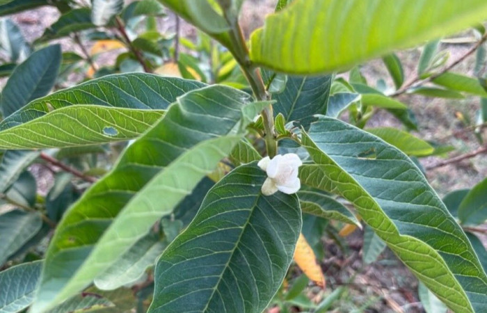 Fig. 26. Una de las plantas hospederas de <i>Eacles</i> imperialisDHJ01 (Saturniidae). Ya que esta larva se alimenta de varias familias de plantas. Foto tomada de la app PlanNet