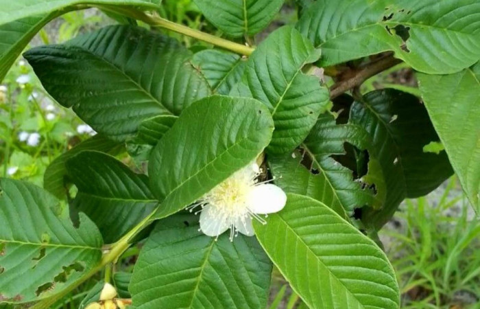 Fig. 27. Una de las plantas hospederas de <i>Eacles</i> imperialisDHJ01 (Saturniidae). En esta imagen se nota una flor. Foto tomada de la app PlanNet.