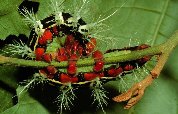 Fig. 10 Larva <i>Molippa tusina</i> (Saturniidae), vista dorsal, mide 55mm. Area administrativa, Sector Santta Rosa, 295 m. 95-SRNP-860-DHJ22378.jpg