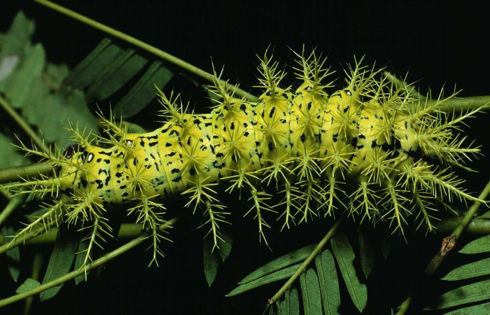 Fig. 11 Larva <i>Molippa nibasa</i> (Saturniidae), vista dorsal, Area administrativa, Sector Santa Rosa, 675 m. 84-SRNP-1621-DHJ8507.jpg