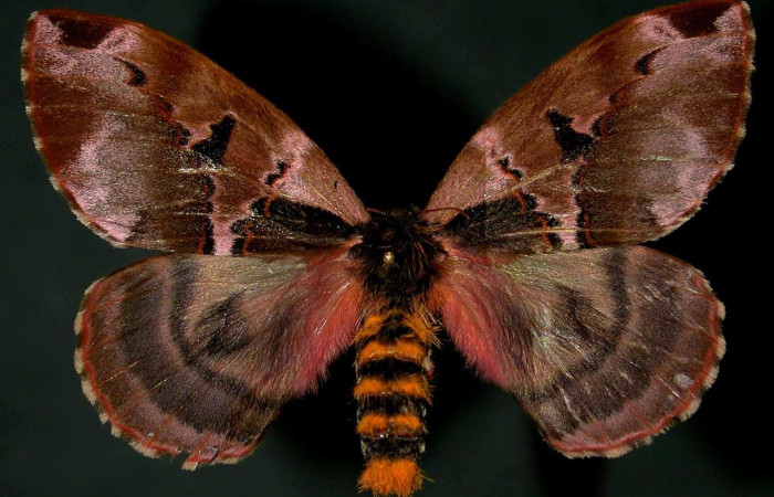 Fig. 14 Adulto <i>Molippa tusina</i> (Saturniidae), vista dorsal, Rio Blanco Abajo, Sector San Cristóbal, 500m. 00-SRNP-11597-DHJ31267.