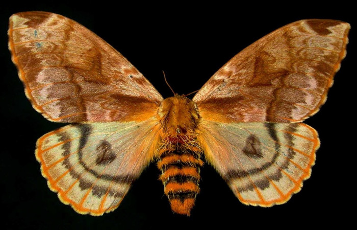 Fig. 1 Adulto <i>Molippa nibasa</i> (Saturniidae), vista dorsal, mide 75mm. Casona Santa Rosa, Sector Santa Rosa, 295 m. 99-SRNP-9732-DHJ31263.