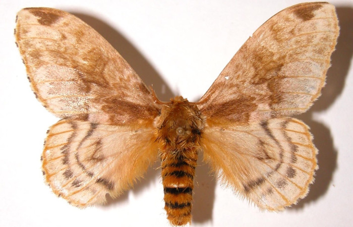 Fig. 3 Adulto <i>Molippa nibasa</i> (Saturniidae), vista dorsal, mide 55mm. Area administrativa, Sector Santa Rosa, 295 m. 95-SRNP-4559.9-DHJ91508.